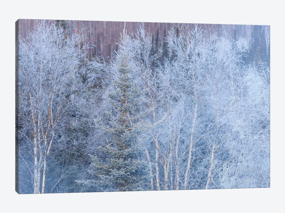 Winter scenic near Fairbanks, Alaska by Stuart Westmorland 1-piece Canvas Art