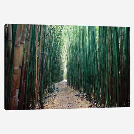 Bamboo Forest, Haleakala National Park, Maui Canvas Print #SWE33} by Stuart Westmorland Canvas Art Print