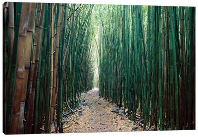 Bamboo Forest, Haleakala National Park, Maui Canvas Art Print