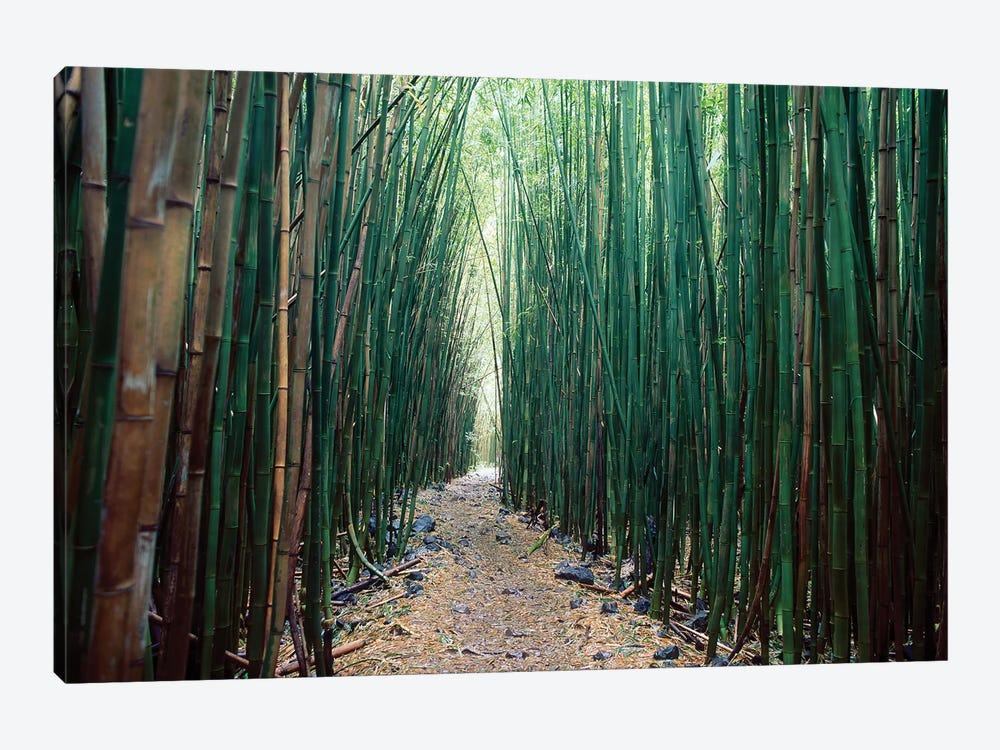 Bamboo Forest, Haleakala National Park, Maui by Stuart Westmorland 1-piece Canvas Art