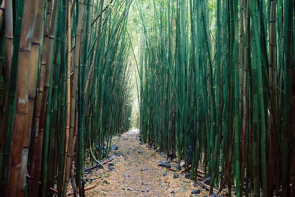 Maui: Bamboo Forest, Haleakala National Park, Maui by Stuart Westmorland