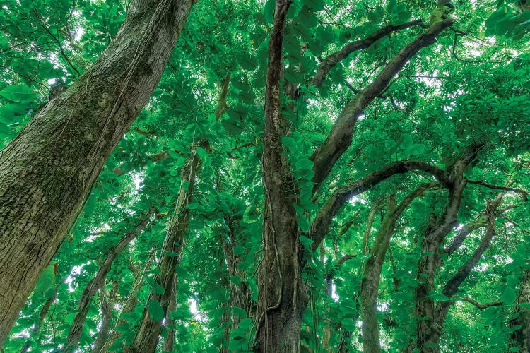 Banyan Trees I, Near Rainbow Falls, Wailuku River State Park Hilo, Big Island, Hawaii, USA