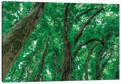 Banyan Trees near rainbow Falls, Wailuku River State Park Hilo, Big Island, Hawaii, USA Canvas Art Print