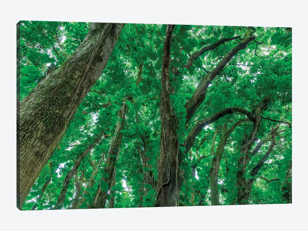 Banyan Trees near rainbow Falls, Wailuku River State Park Hilo, Big Island, Hawaii, USA by Stuart Westmorland 1-piece Canvas Print