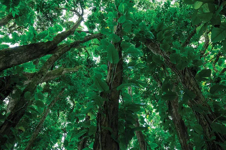 Banyan Trees II, Near Rainbow Falls, Wailuku River State Park Hilo, Big Island, Hawaii, USA