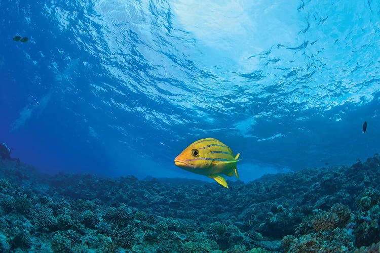 Blue striped Grunt (Haemulon sciurus), Molokini Crater, South Maui, Hawaii, USA