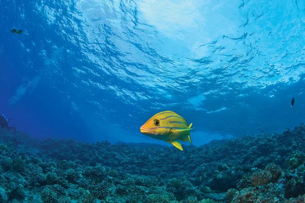 Maui: Blue striped Grunt (Haemulon sciurus), Molokini Crater, South Maui, Hawaii, USA by Stuart Westmorland