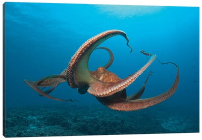Day Octopus (Octopus cyanea) near Kona, Big Island, Hawaii Canvas Art Print - The Big Island (Island of Hawai'i)