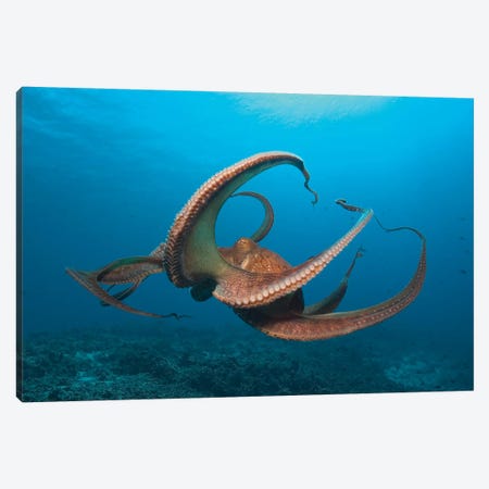 Day Octopus (Octopus cyanea) near Kona, Big Island, Hawaii Canvas Print #SWE39} by Stuart Westmorland Canvas Art Print