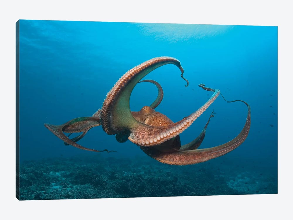 Day Octopus (Octopus cyanea) near Kona, Big Island, Hawaii by Stuart Westmorland 1-piece Canvas Wall Art