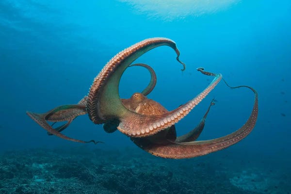 Stuart Westmorland: Day Octopus (Octopus cyanea) near Kona, Big Island, Hawaii by Stuart Westmorland