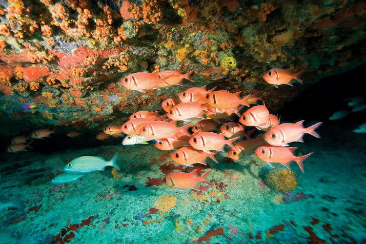 Schooling Soldierfish, Virgin Gorda, Virgin Islands