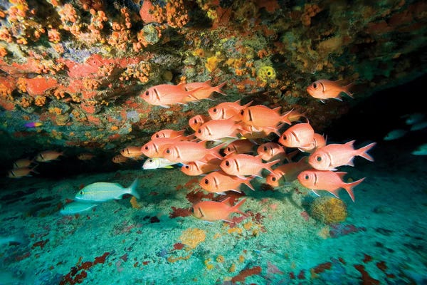 Underwater: Schooling Soldierfish, Virgin Gorda, Virgin Islands by Stuart Westmorland