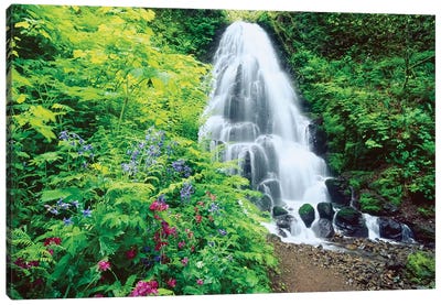 Fairy Falls, wildflowers, Columbia Gorge, Oregon Canvas Art Print - Oregon Art