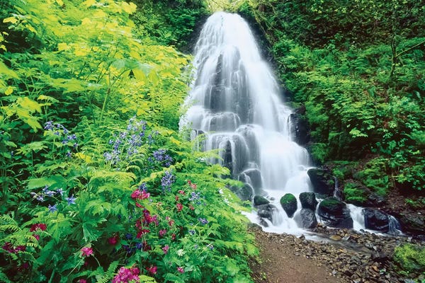 Oregon: Fairy Falls, wildflowers, Columbia Gorge, Oregon by Stuart Westmorland