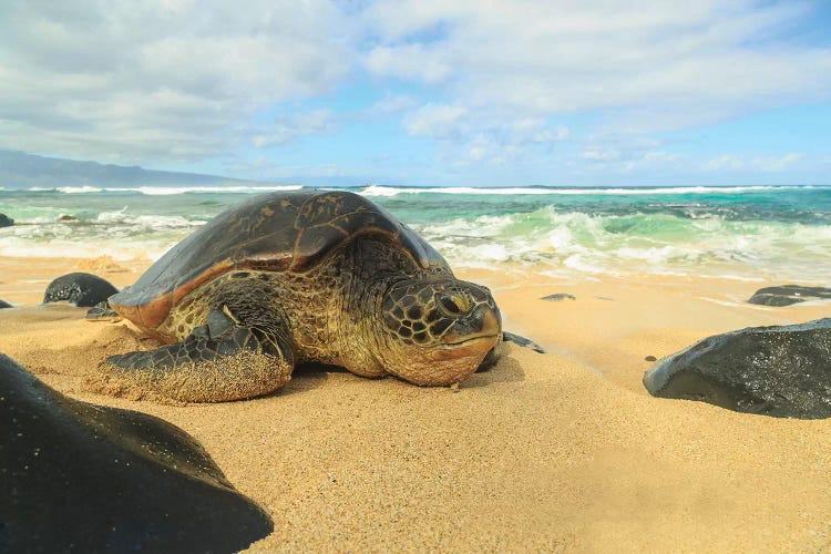 Green Sea Turtle (Chelonia mydas), pulled up on shore, Hookipa Beach Park, Maui, Hawaii, USA