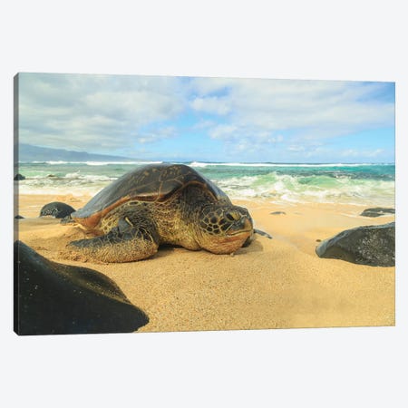 Green Sea Turtle (Chelonia mydas), pulled up on shore, Hookipa Beach Park, Maui, Hawaii, USA Canvas Print #SWE42} by Stuart Westmorland Canvas Artwork