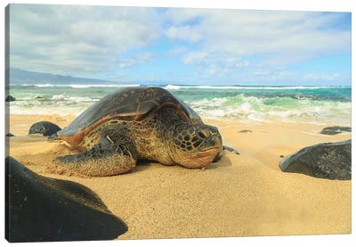 Green Sea Turtle (Chelonia mydas), pulled up on shore, Hookipa Beach Park, Maui, Hawaii, USA Canvas Art Print