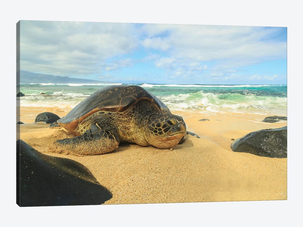 Green Sea Turtle (Chelonia mydas), pulled up on shore, Hookipa Beach Park, Maui, Hawaii, USA by Stuart Westmorland 1-piece Canvas Artwork