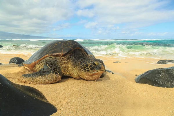 Stuart Westmorland: Green Sea Turtle (Chelonia mydas), pulled up on shore, Hookipa Beach Park, Maui, Hawaii, USA by Stuart Westmorland