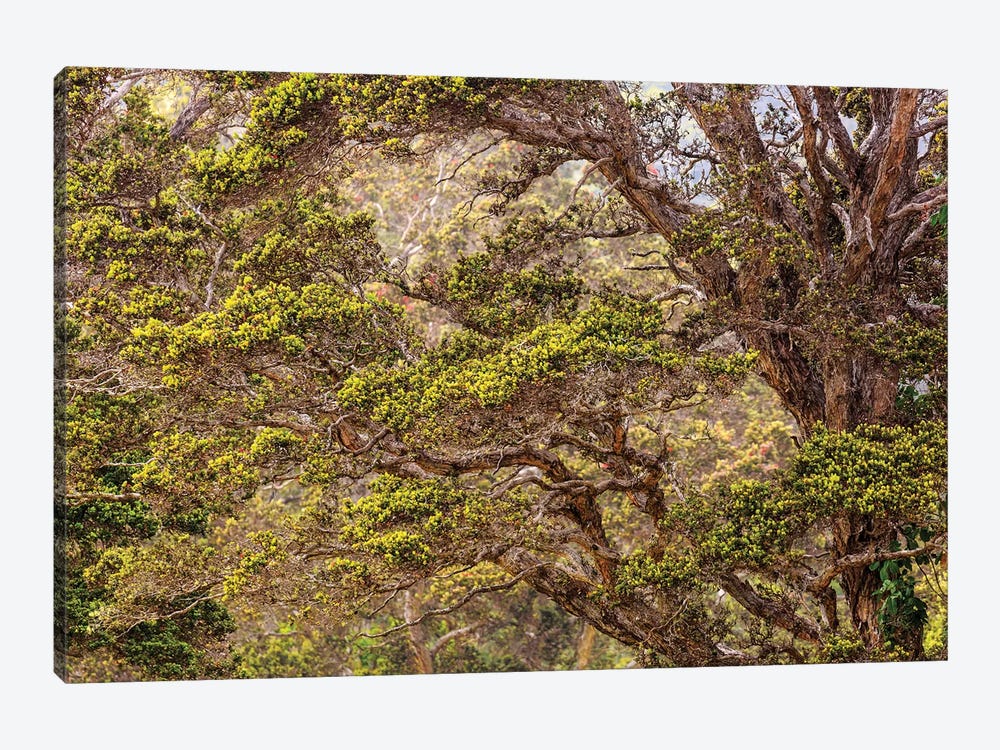 Hakalau Forest National Wildlife Refuge, Big Island, Hawaii by Stuart Westmorland 1-piece Canvas Wall Art