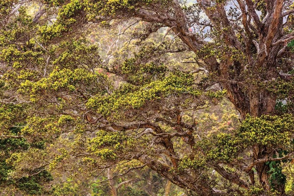 The Big Island (Island Of Hawai'i): Hakalau Forest National Wildlife Refuge, Big Island, Hawaii by Stuart Westmorland