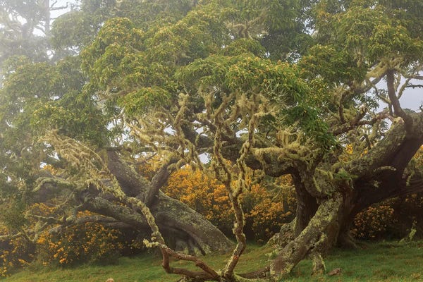 The Big Island (Island Of Hawai'i): Hakalau Forest National Wildlife Refuge, Big Island, Hawaii by Stuart Westmorland