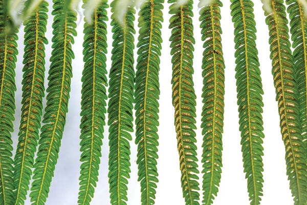 The Big Island (Island Of Hawai'i): Hakalau Forest National Wildlife Refuge, Big Island, Hawaii by Stuart Westmorland