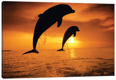 Jumping Bottlenose Dolphins Canvas Art Print
