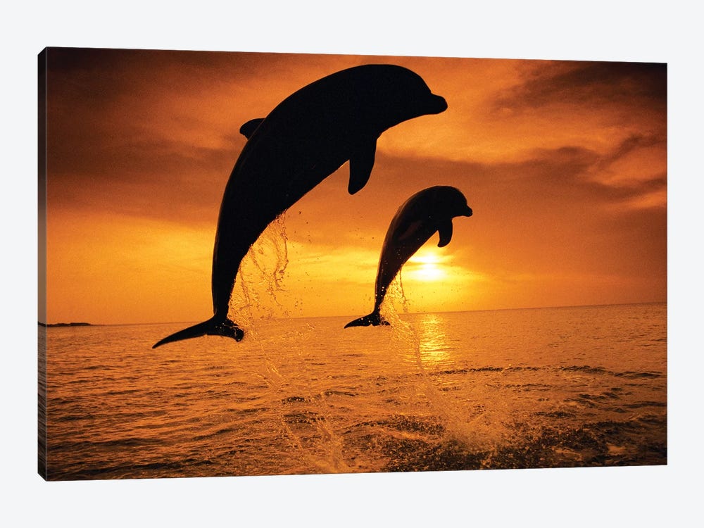 Jumping Bottlenose Dolphins by Stuart Westmorland 1-piece Canvas Artwork