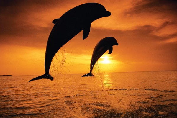 Dolphins: Jumping Bottlenose Dolphins by Stuart Westmorland