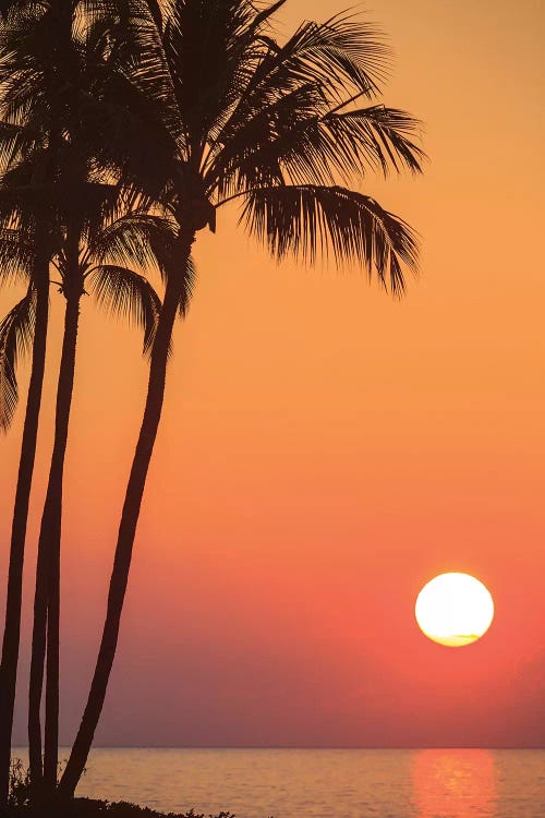 Maui, Hawaii, USA. Palm trees in the sunset.