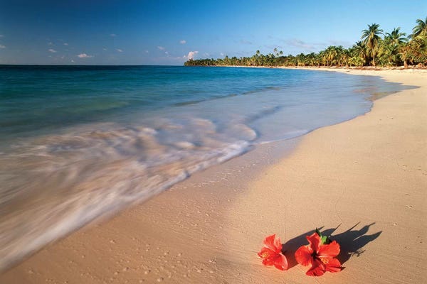 Islands: Hibiscus On Tabyana Beach, Roatan (The Big Island), Bay Islands, Honduras by Stuart Westmorland