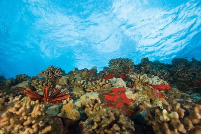 Scuba Diving at Molokini Crater, Maui, Hawaii, USA by Stuart Westmorland framed canvas print
