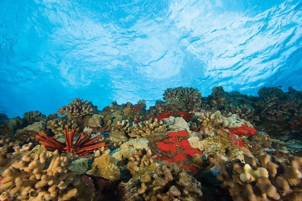 Stuart Westmorland: Scuba Diving at Molokini Crater, Maui, Hawaii, USA by Stuart Westmorland