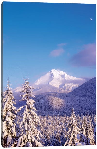 Snow-covered trees, Mt. Hood (highest point in Oregon), Mt. Hood National Forest, Oregon Canvas Art Print - Mount Hood Art