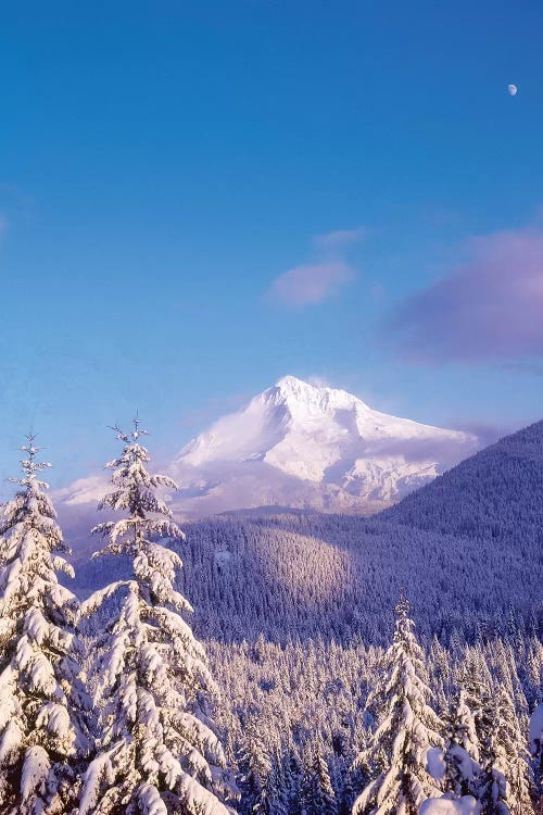 Snow-covered trees, Mt. Hood (highest point in Oregon), Mt. Hood National Forest, Oregon