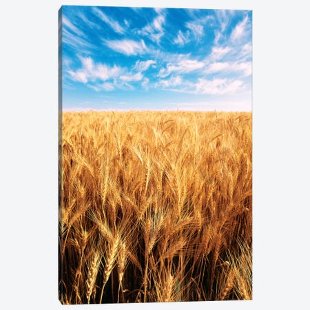 Clouds Over A Wheat Field, Oregon, USA Canvas Print #SWE7} by Stuart Westmorland Canvas Print