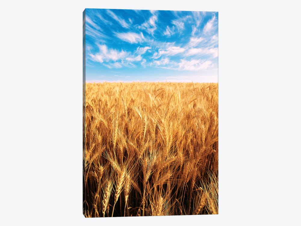 Clouds Over A Wheat Field, Oregon, USA 1-piece Art Print