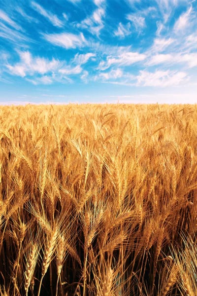 Grasses: Clouds Over A Wheat Field, Oregon, USA by Stuart Westmorland