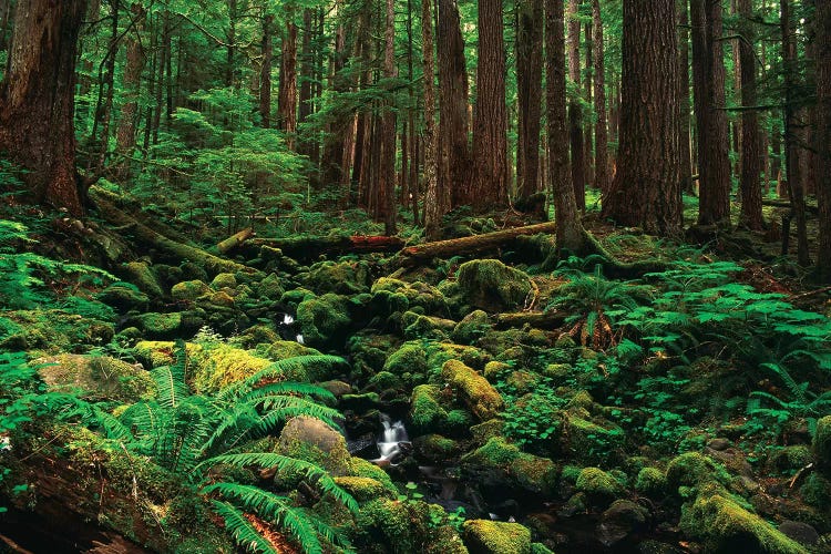 Creek In An Old Growth Forest, Olympic National Park, Washington, USA