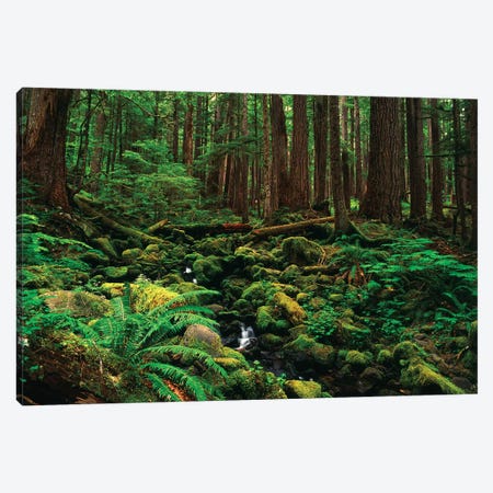 Creek In An Old Growth Forest, Olympic National Park, Washington, USA Canvas Print #SWE8} by Stuart Westmorland Canvas Artwork