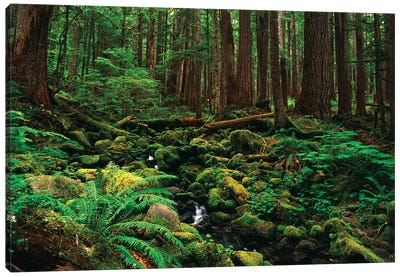 Creek In An Old Growth Forest, Olympic National Park, Washington, USA Canvas Art Print - Ferns