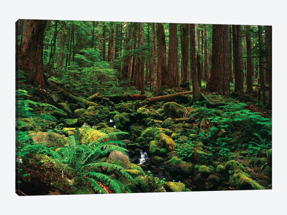 Creek In An Old Growth Forest, Olympic National Park, Washington, USA 1-piece Canvas Art