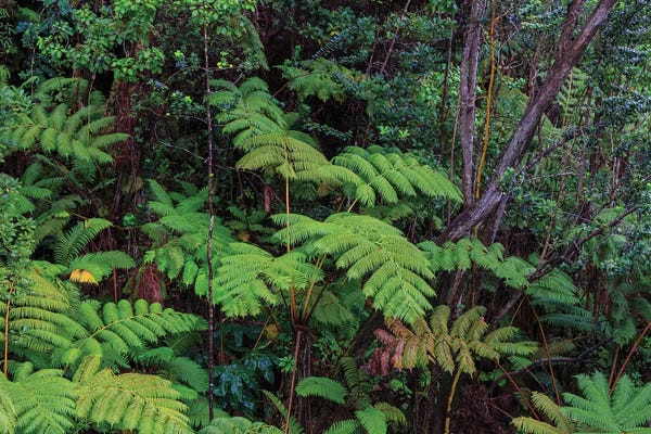 Dingley Green: Thurston Lava Tube Trail, Hawaii Volcanoes National Park, Big Island, Hawaii by Stuart Westmorland