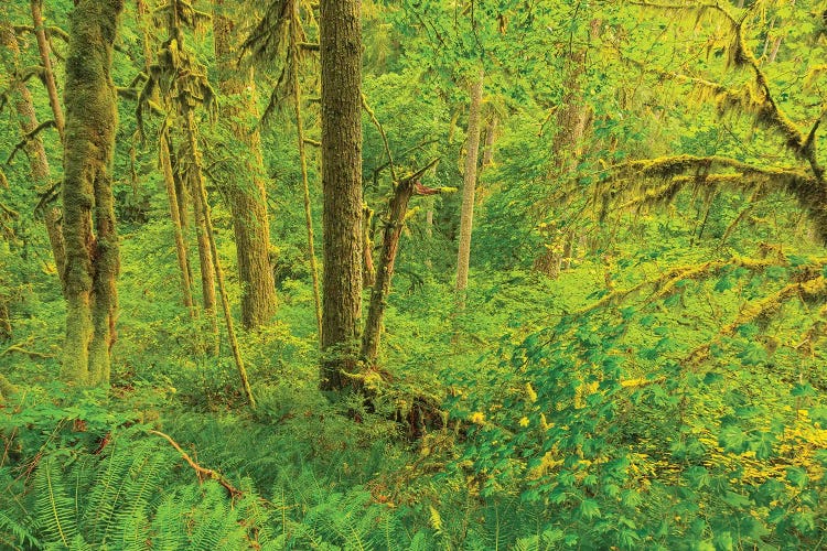 Trail of Ten Falls, Silver Falls State Park, near Silverton, Oregon