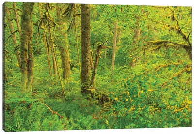 Trail of Ten Falls, Silver Falls State Park, near Silverton, Oregon Canvas Art Print