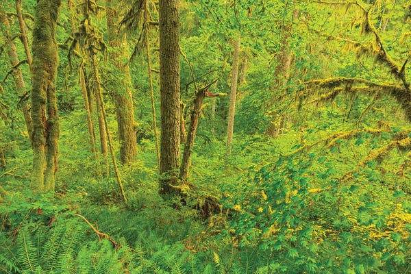 Stuart Westmorland: Path In Trail Of Ten Falls Silver State Park Near Silverton Oregon Landscape by Stuart Westmorland