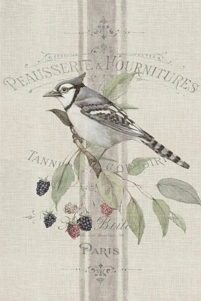 Susan Winget: Vintage Blue Jay V II by Susan Winget