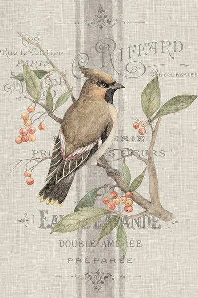 Susan Winget: Vintage Waxwing Panel VII by Susan Winget